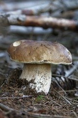 boletus
