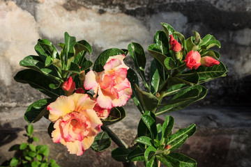 Flower  Desert rose (Adenium)