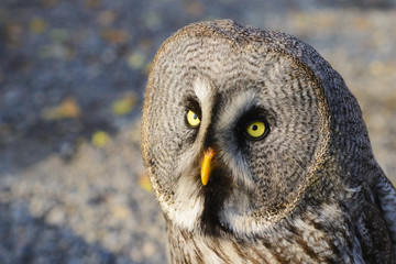 Ural owl