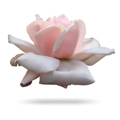 Pink rosebud isolated on white background. - obrazy, fototapety, plakaty