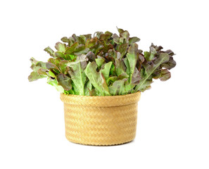 Naklejka premium lettuce in basket isolated on white background