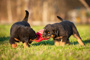 Two rottweiler puppies playing with a sneaker © Rita Kochmarjova