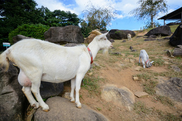 Obraz premium ヤギ