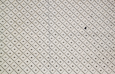 Pigeon in front of a Concrete Wall