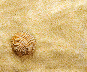 Summer background. Top view