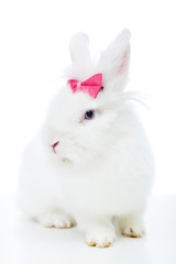 Cute white rabbit with pink bow