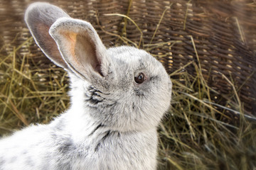 Portrait of a beautiful rabbit
