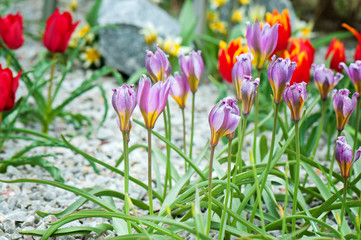 Purple and red flowers growing in the garden