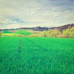 Green Pasture