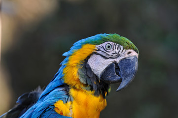 ルリコンゴウインコ