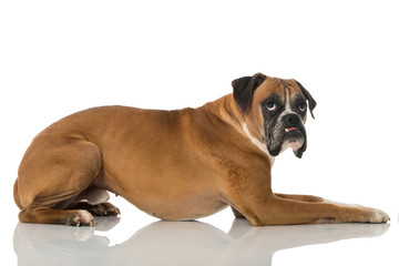 Obraz premium Ängstlicher Boxer