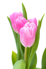 pink tulips on white background