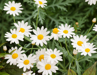 Fototapeta premium Cosmos flower