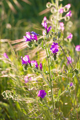 field with flowers in the evening sunlight