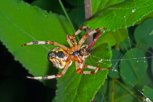 Spider on spider web 31