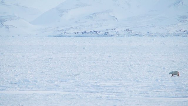 Norway Svalbard - Polar Bear Crossing Frozen Fjord