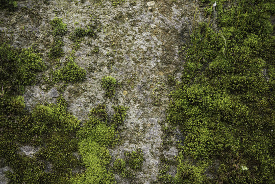 Muro in cemento ricoperto di muschio verde