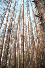 Dead Evergreen Forest due to climatе changes.