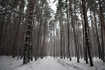 Snow covered trees in beautiful winter forest