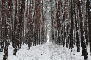 Snow covered trees in beautiful winter forest