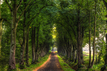 Fototapeta premium Allee 