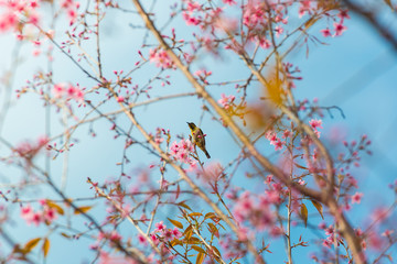 Bird On Wild Himalayan Cherry Tree In Phu Lom Lo Thailand