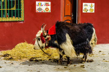 Tibetan yak in the mountains of the Himalayas