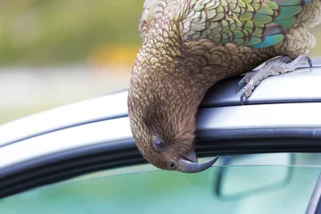 Foto auf Glas Kea Parrot späht in das Auto des Touristen © Greg Brave