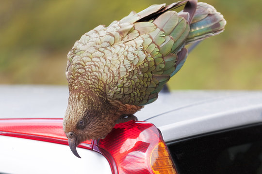 Kea Parrot landed on tourist's car