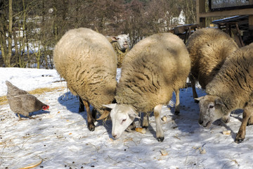 Sheep and hen on the farm