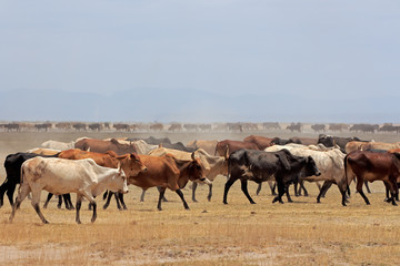 Fototapeta na wymiar Herd of Masai cattle on dusty plains, Kenya