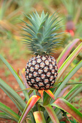 Pineapple fruit growing in the field