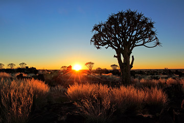 Quiver trees and grasses at sunrise