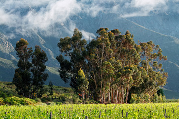 Vineyard and trees with mountains, Western Cape