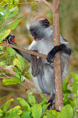 Zanzibar red colobus monkey, Jozani forest
