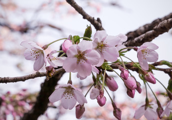 sakura cherry blossom flower and flower bud on its tree branch