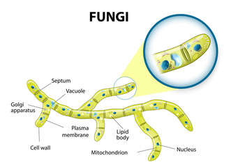 fungi cell
