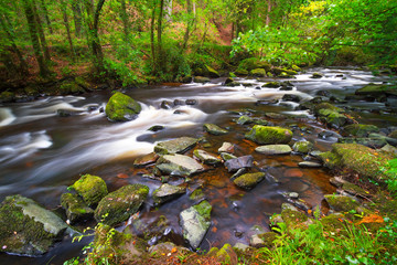 Fototapeta na wymiar Creek of Clare Glens in Co. Limerick, Ireland