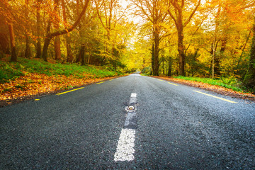 Road in the autumnal forest