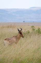 A deer in Masai Mara National Reserve, Kenya, Africa
