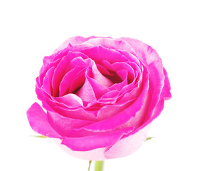 Blooming bud of pink rose  on white, isolated