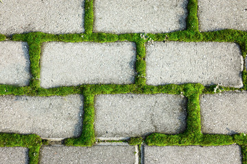 Tiled cobble stone pavement with moss inbetween