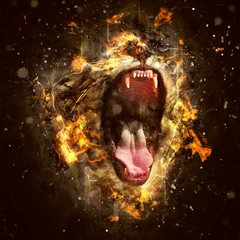 Photo sur Plexiglas Lion Portrait conceptuel de lion