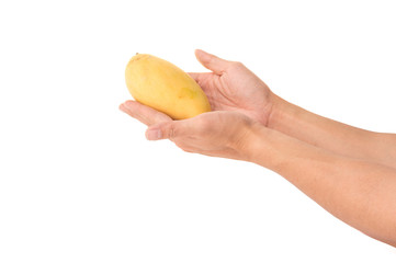 Mango in hand on White Isolated background