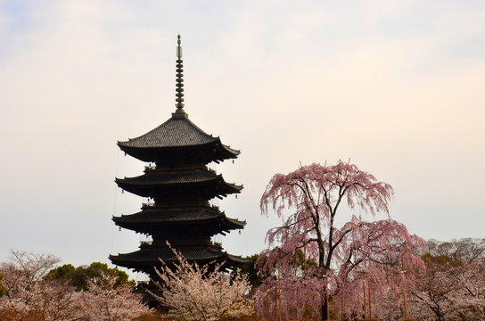 京都東寺　桜と五重塔