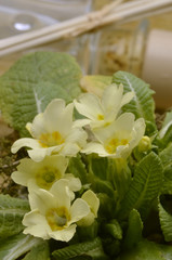 Kankalin Primula サクラソウ属 Prímulas Первоцвет 報春花屬