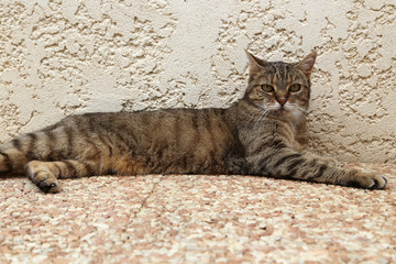 Chat