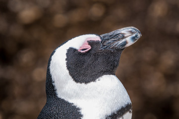 African penguin, also known as the jackass penguin or black-foot