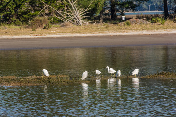 Herons in the lagoon