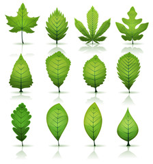 Green Leaves Set - obrazy, fototapety, plakaty